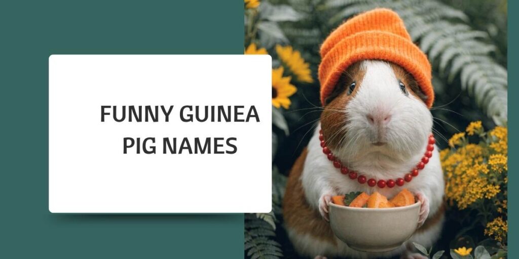 Funny Guinea Pig Names
