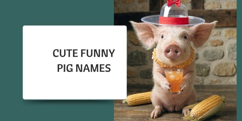 Cute Funny Pig Names