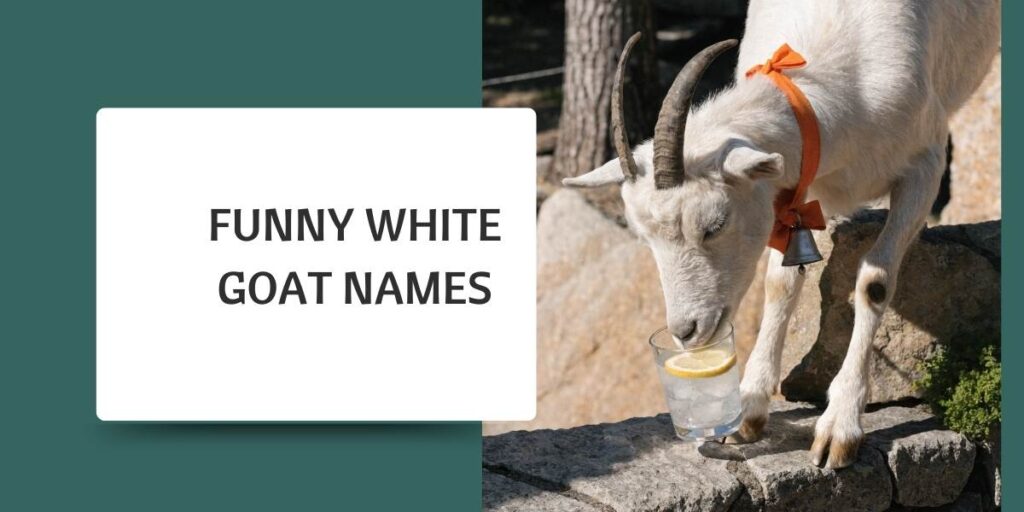 Funny White Goat Names