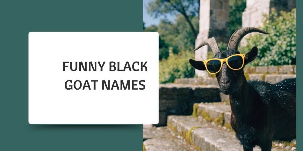 Funny Black Goat Names