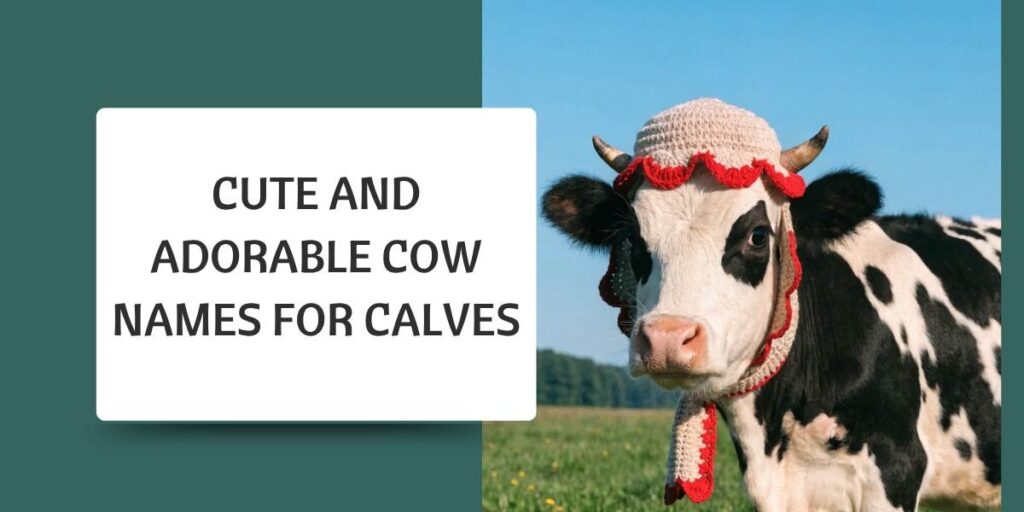 Cute and Adorable Cow Names for Calves